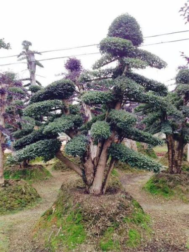小葉女貞造型樁