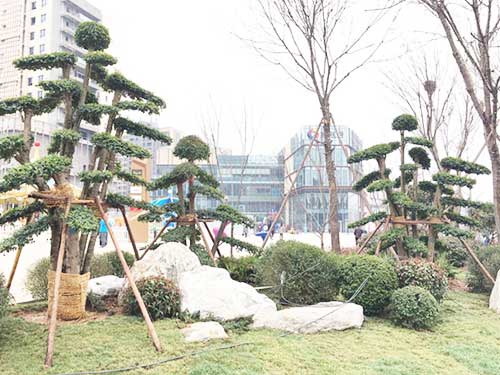 瀏陽(yáng)造型花木有限公司,瀏陽(yáng)紅花繼木和羅漢松,瀏陽(yáng)小葉女貞和榆樹,欏木石楠和桂花哪里的好